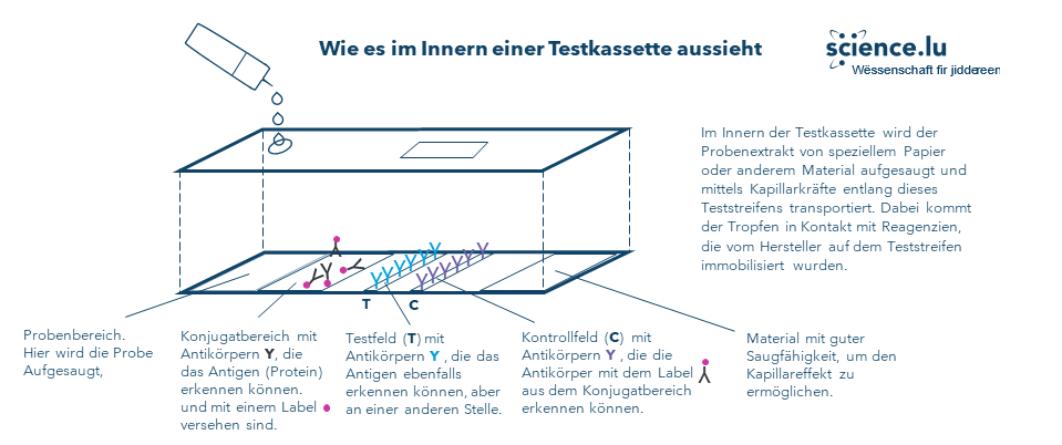 Welche Covid-19 Schnelltests gibt es und wie funktionieren sie?